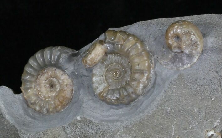 Promicroceras Ammonite Fossils - England #30736